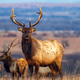 Image for article titled Department Of Interior Asks For Resignation Of Obama-Era Elk